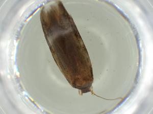  (Hypatopa Malaise4561 - BIOUG58667-B05)  @11 [ ] CreativeCommons - Attribution (2020) Centre for Biodiversity Genomics Centre for Biodiversity Genomics