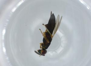  ( - BIOUG61239-B06)  @11 [ ] CreativeCommons - Attribution (2020) Centre for Biodiversity Genomics Centre for Biodiversity Genomics