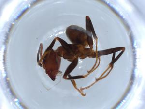  ( - BIOUG53481-B07)  @12 [ ] CreativeCommons - Attribution (2020) Centre for Biodiversity Genomics Centre for Biodiversity Genomics