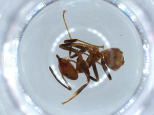  ( - BIOUG53467-F03)  @12 [ ] CreativeCommons - Attribution (2020) Centre for Biodiversity Genomics Centre for Biodiversity Genomics