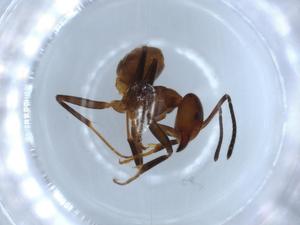  ( - BIOUG53492-A04)  @12 [ ] CreativeCommons - Attribution (2020) Centre for Biodiversity Genomics Centre for Biodiversity Genomics