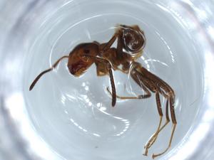  ( - BIOUG53468-H03)  @12 [ ] CreativeCommons - Attribution (2020) Centre for Biodiversity Genomics Centre for Biodiversity Genomics