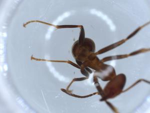  ( - BIOUG53494-E10)  @12 [ ] CreativeCommons - Attribution (2020) Centre for Biodiversity Genomics Centre for Biodiversity Genomics