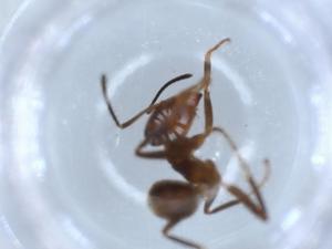  ( - BIOUG53494-E11)  @12 [ ] CreativeCommons - Attribution (2020) Centre for Biodiversity Genomics Centre for Biodiversity Genomics