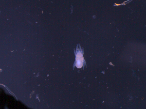  (Triophytydeus - NB09CRM103A01)  @12 [ ] No Rights Reserved (2010) Frederic Beaulieu Canadian National Collection of Insects, Arachnids & Nematodes