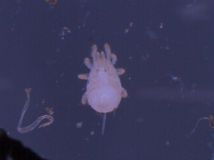  ( - NB09MCT221A01)  @12 [ ] No Rights Reserved (2010) Frederic Beaulieu Canadian National Collection of Insects, Arachnids & Nematodes