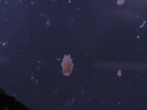  (Triophtydeidae - NB09MCT221A03)  @12 [ ] No Rights Reserved (2010) Frederic Beaulieu Canadian National Collection of Insects, Arachnids & Nematodes