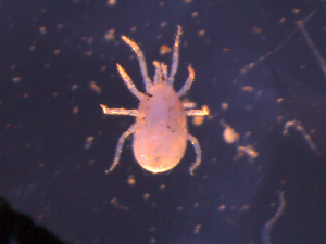  (Typhlodromina conspicua - NN10BECF01A03)  @12 [ ] No Rights Reserved (2010) Frederic Beaulieu Canadian National Collection of Insects, Arachnids & Nematodes