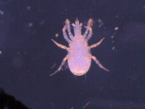  ( - QC10GATB10A03)  @12 [ ] No Rights Reserved (2010) Frederic Beaulieu Canadian National Collection of Insects, Arachnids & Nematodes