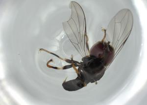  ( - BIOUG61531-H01)  @11 [ ] CreativeCommons - Attribution (2020) Centre for Biodiversity Genomics Centre for Biodiversity Genomics