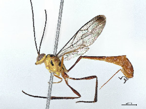  (Podogaster vitticollis - BIOUG56999-G11)  @11 [ ] CreativeCommons - Attribution (2021) CBG Photography Group Centre for Biodiversity Genomics