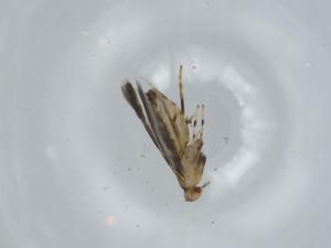  ( - BIOUG61671-E08)  @11 [ ] CreativeCommons - Attribution (2020) Centre for Biodiversity Genomics Centre for Biodiversity Genomics