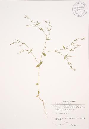 (Centaurium pulchellum - JAG 0386)  @11 [ ] Copyright (2009) Steven Newmaster University of Guelph BIO Herbarium