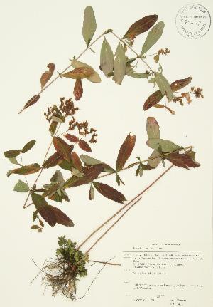  ( - JAG 0406)  @11 [ ] Copyright (2009) Steven Newmaster University of Guelph BIO Herbarium