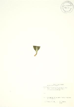  (Goodyera pubescens - RS147)  @11 [ ] Copyright (2009) Steven Newmaster University of Guelph BIO Herbarium