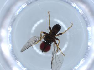  ( - BIOUG53485-F03)  @11 [ ] CreativeCommons - Attribution (2020) Centre for Biodiversity Genomics Centre for Biodiversity Genomics