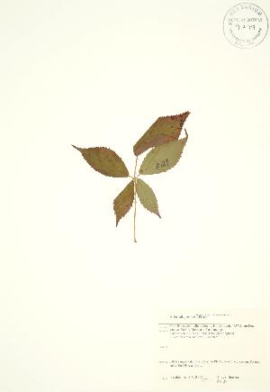  ( - RS127)  @11 [ ] Copyright (2009) Steven Newmaster University of Guelph BIO Herbarium