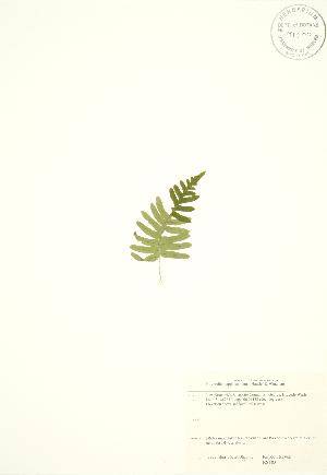  (Polypodium appalachianum - RS183)  @12 [ ] Copyright (2009) Steven Newmaster University of Guelph BIO Herbarium