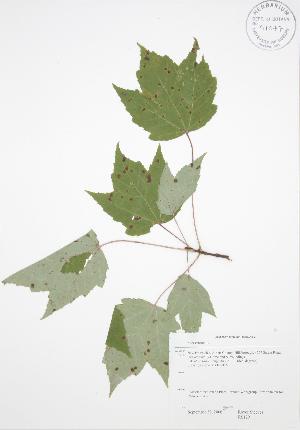  ( - RS129)  @11 [ ] Copyright (2009) Steven Newmaster University of Guelph BIO Herbarium