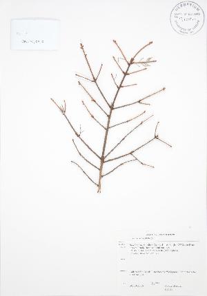  ( - RS117)  @11 [ ] Copyright (2009) Steven Newmaster University of Guelph BIO Herbarium