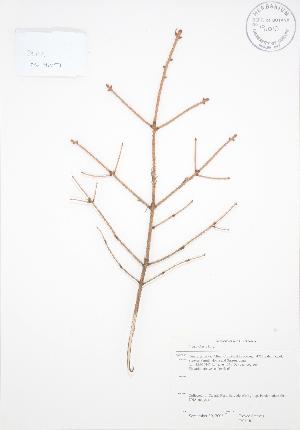  ( - RS118)  @11 [ ] Copyright (2009) Steven Newmaster University of Guelph BIO Herbarium