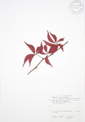  ( - RS136)  @11 [ ] Copyright (2009) Steven Newmaster University of Guelph BIO Herbarium