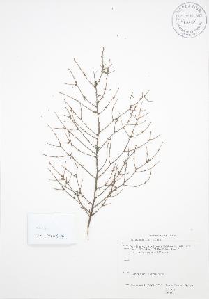  ( - RS161)  @11 [ ] Copyright (2009) Steven Newmaster University of Guelph BIO Herbarium