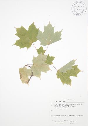  ( - RS130)  @11 [ ] Copyright (2009) Steven Newmaster University of Guelph BIO Herbarium