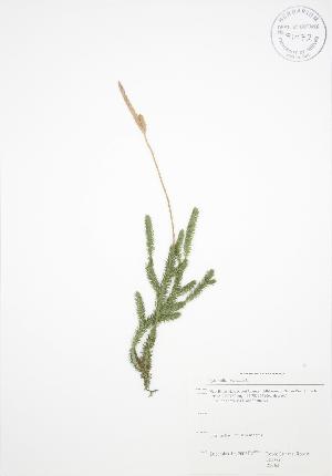  ( - RS163)  @11 [ ] Copyright (2009) Steven Newmaster University of Guelph BIO Herbarium