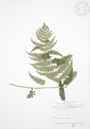  ( - RS165)  @11 [ ] Copyright (2009) Steven Newmaster University of Guelph BIO Herbarium