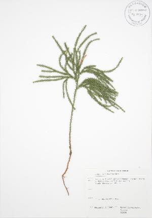  ( - RS166)  @11 [ ] Copyright (2009) Steven Newmaster University of Guelph BIO Herbarium