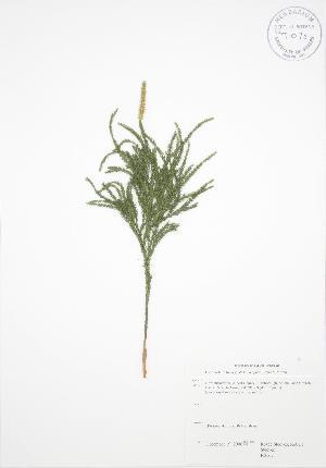  ( - RS167)  @11 [ ] Copyright (2009) Steven Newmaster University of Guelph BIO Herbarium