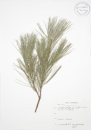  ( - RS177)  @11 [ ] Copyright (2009) Steven Newmaster University of Guelph BIO Herbarium