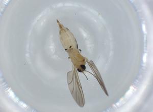  ( - BIOUG59336-D02)  @11 [ ] CreativeCommons - Attribution (2020) Centre for Biodiversity Genomics Centre for Biodiversity Genomics