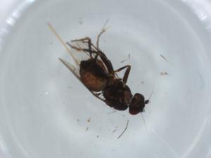  ( - BIOUG59967-C12)  @11 [ ] CreativeCommons - Attribution (2020) Centre for Biodiversity Genomics Centre for Biodiversity Genomics