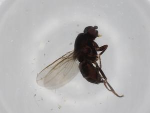  ( - BIOUG59987-E10)  @11 [ ] CreativeCommons - Attribution (2020) Centre for Biodiversity Genomics Centre for Biodiversity Genomics