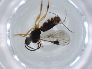  ( - BIOUG60317-B06)  @11 [ ] CreativeCommons - Attribution (2020) Centre for Biodiversity Genomics Centre for Biodiversity Genomics