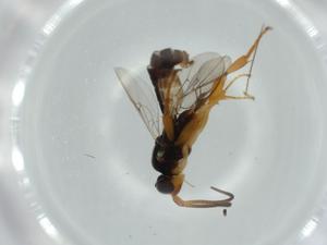  ( - BIOUG60325-D11)  @11 [ ] CreativeCommons - Attribution (2020) Centre for Biodiversity Genomics Centre for Biodiversity Genomics