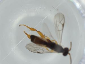  ( - BIOUG60327-C05)  @11 [ ] CreativeCommons - Attribution (2020) Centre for Biodiversity Genomics Centre for Biodiversity Genomics