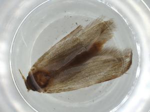  ( - BIOUG60339-H05)  @11 [ ] CreativeCommons - Attribution (2020) Centre for Biodiversity Genomics Centre for Biodiversity Genomics