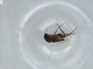  ( - BIOUG61251-E12)  @11 [ ] CreativeCommons - Attribution (2020) Centre for Biodiversity Genomics Centre for Biodiversity Genomics