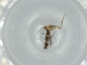  ( - BIOUG60654-D03)  @11 [ ] CreativeCommons - Attribution (2020) Centre for Biodiversity Genomics Centre for Biodiversity Genomics