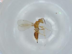  (Chrysonotomyia Malaise9112 - BIOUG60855-E04)  @11 [ ] CreativeCommons - Attribution (2020) Centre for Biodiversity Genomics Centre for Biodiversity Genomics