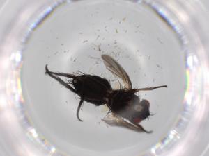  ( - BIOUG60882-D02)  @11 [ ] CreativeCommons - Attribution (2020) Centre for Biodiversity Genomics Centre for Biodiversity Genomics