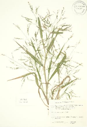  (Panicum - JAG 0856)  @11 [ ] Copyright (2009) Steven Newmaster University of Guelph BIO Herbarium