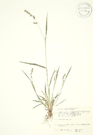  ( - JAG 0855)  @11 [ ] Copyright (2009) Steven Newmaster University of Guelph BIO Herbarium