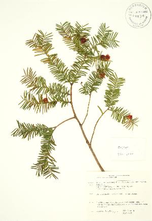  (Taxus canadensis - JAG 0849)  @11 [ ] Copyright (2009) Steven Newmaster University of Guelph BIO Herbarium