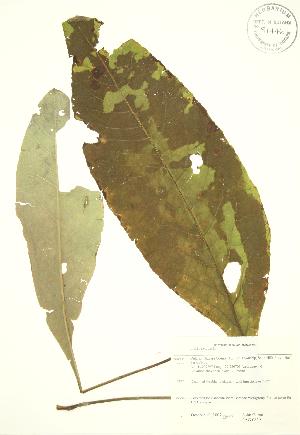  (Inula helenium - JAG 0839)  @11 [ ] Copyright (2009) Steven Newmaster University of Guelph BIO Herbarium