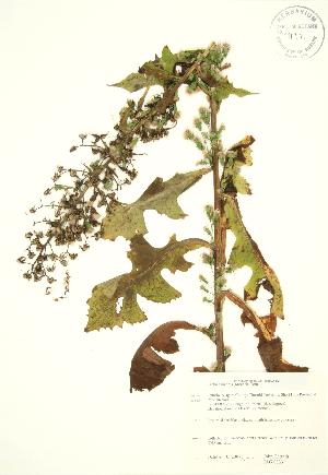 ( - JAG 0833)  @11 [ ] Copyright (2009) Steven Newmaster University of Guelph BIO Herbarium