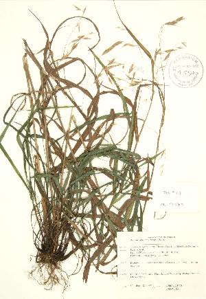  (Bromus latiglumis - JAG 0853)  @11 [ ] Copyright (2009) Steven Newmaster University of Guelph BIO Herbarium